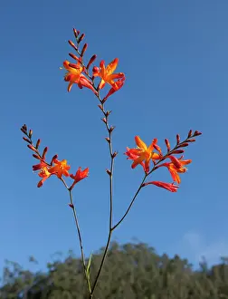 Montbretia: Montbretia - Inflorescence