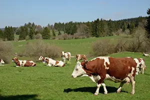 Grounds: Montbsliarde Cows in a meadow - France