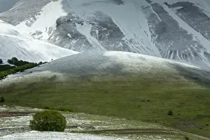 Monte: Monte Vettore snowy slopes with a lone Beech Tree
