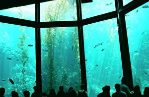 Tanks: Monteray Aquarium - USA