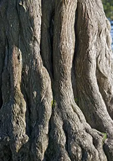 Cupressus: Monterey Cypress - widely planted, especially near coasts