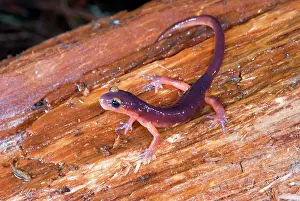 Eschscholtzii: Monterey Salamander