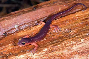 Monterey: Monterey Salamander