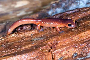 Monterey: Monterey Salamander