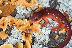 Shelf: Monterey Salamander