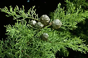 Cupressus: Montery Cypress Cones