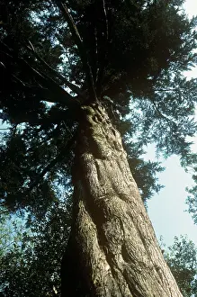 Cupressus: Montery Cypress Tree