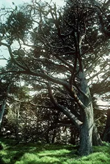 Cupressus: Montery Cypress Tree