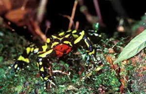 Monteverde: Monteverde Harlequin Frog
