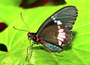 Montezuma: Montezuma Cattleheart Butterfly