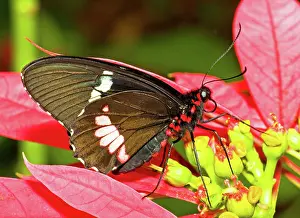 Montezuma: Montezuma Cattleheart Butterfly