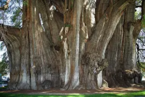 Taxodium: Montezuma Cypress