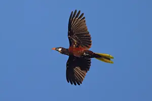 Psarocolius: Montezuma Orependula - in flight Psarocolius Montezuma Boco