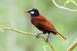 Psarocolius: Montezuma Oropendola