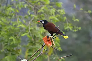 Icterid: Montezuma Oropendola