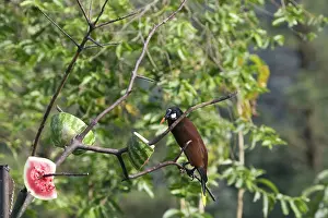 Icterid: Montezuma Oropendola