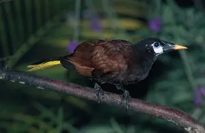 Montezuma: Montezuma Oropendola
