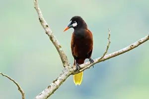 Psarocolius: Montezuma Oropendola