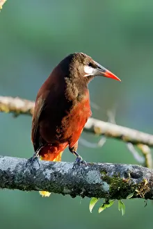 Psarocolius: Montezuma Oropendola