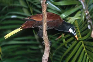 Rican: Montezuma Oropendola