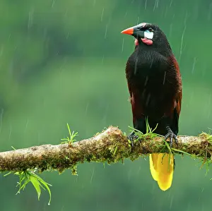Icterid: Montezuma Oropendola (Gymnostinops montezuma) in