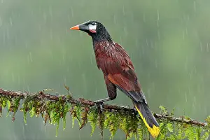 Psarocolius: Montezuma Oropendola - in the rain