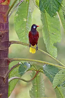 Lowlands: Montezuma Oropendola - (resident breeder in the