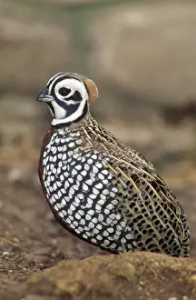 Montezuma: Montezuma Quail