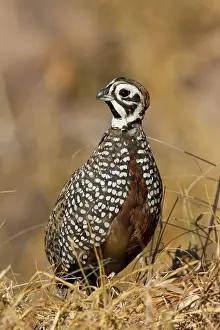 Quail: Montezuma Quail (Certonyx montezumae) male