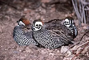 Gamebird: MONTEZUMA QUAIL - x three together