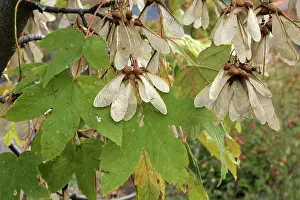 Maples: Montpelier Maple fruits