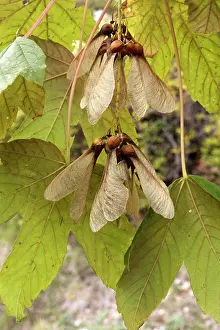 Maples: Montpelier Maple fruits