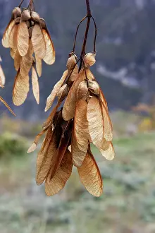 Maples: Montpelier Maple fruits