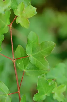Ardeche: Montpellier Maple (Acer monspessulanum) Labeaume