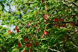 Ardeche: Montpellier Maple (Acer monspessulanum) seeds, Labeaume