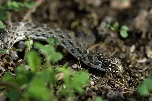 Monspessulanus: Montpellier Snake