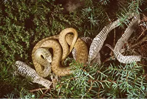 Moulting: MONTPELLIER SNAKE - With Shed Skin