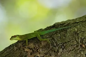 Flare: Montserrat Anole (Anolis lividus) on trunk - Montserrat