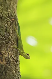 Flare: Montserrat Anole (Anolis lividus) on trunk - Montserrat