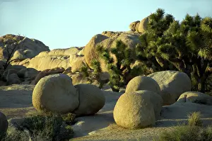 Joshua: Monzonite Granite, Joshua Tree NP