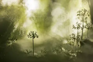 Ramsons: Moody macro image of Wild Garlic (Allium ursinu