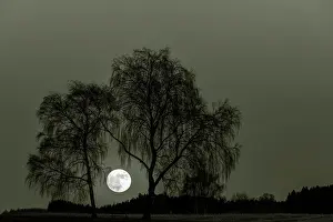 Moonlight: Full moon with bare Birches (Betula), Dirlewang