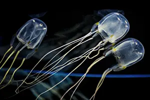 Metropolis: Moon common jellyfish (Aurelia aurita), Two Oceans