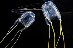 Metropolis: Moon common jellyfish (Aurelia aurita), Two Oceans