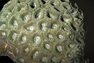 Speciosa: Moon Coral - tropical Indo-Pacific