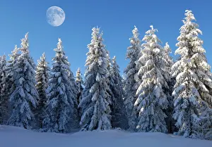 Abies: Moon above European Silver Firs (Abies alba) in