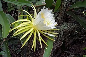 Cereus: Moon Flower / Night-blooming Cereus / Pitaya /