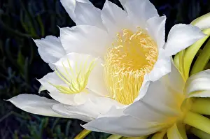 Cereus: Moon Flower / Night-blooming Cereus / Pitaya /