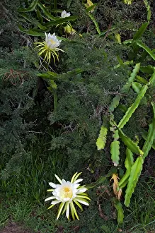 Cereus: Moon Flower / Night-blooming Cereus / Pitaya /