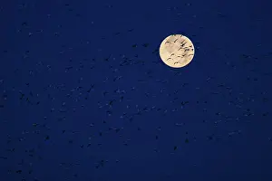 Squaw: Moon and Geese